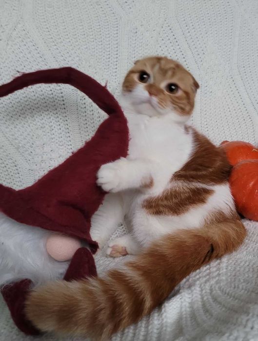 Ошатна підрощена Скотіш фолд  діачинкa d2203