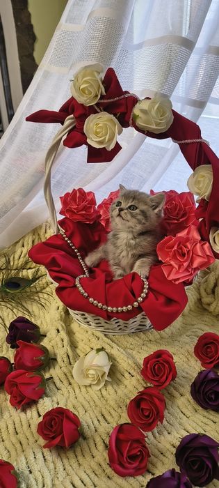 Продається срібна кішечка