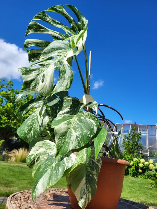 Monstera varigatte