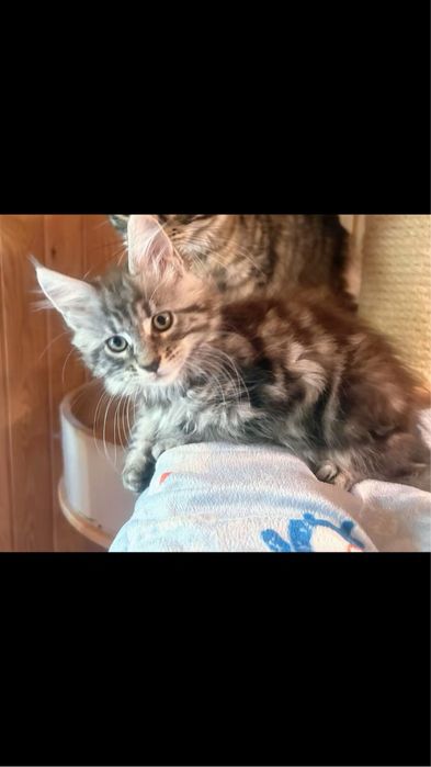 Mercedes Śliczna malutka dziewczynka maine coon