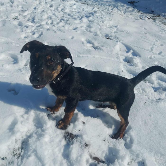 Szczeniak szuka domu