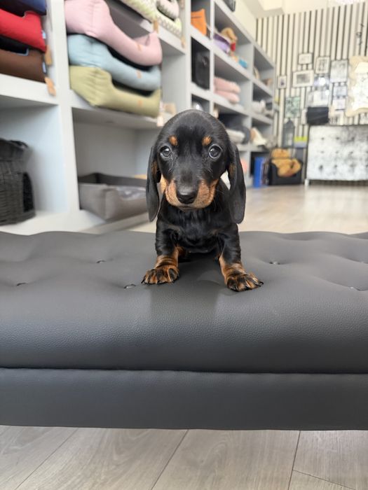 Teckel    menina linda