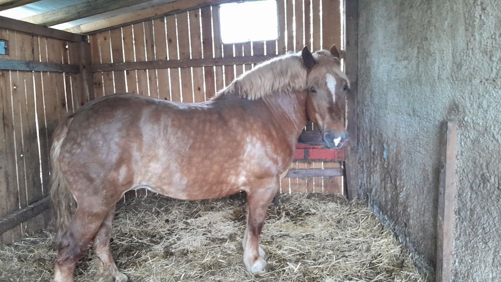 Klacz pkz z licencją 81pkt ok 900kg