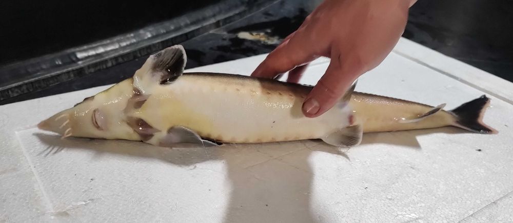 Стерлядь (осетровий вид) самки та самці