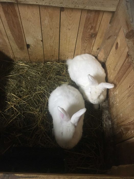 Sprzedam samice i samce białe nowozelandzkie