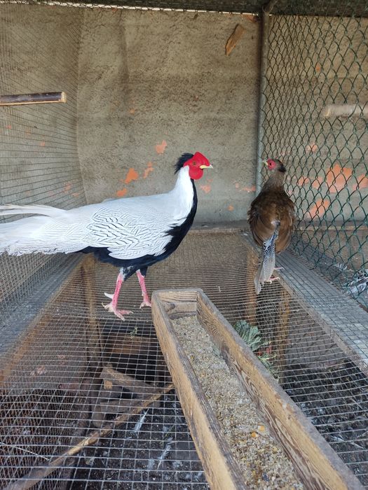 Vendem-se ovos de faisão prateado.