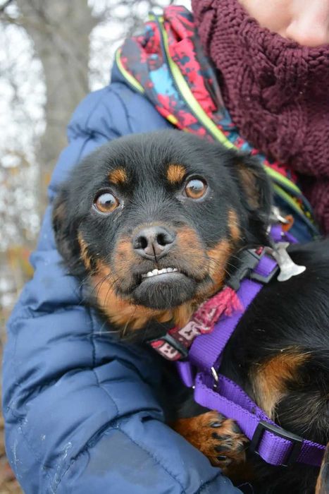 Wróżka - Zębuszka: magiczna psia dziewczynka szuka domku!