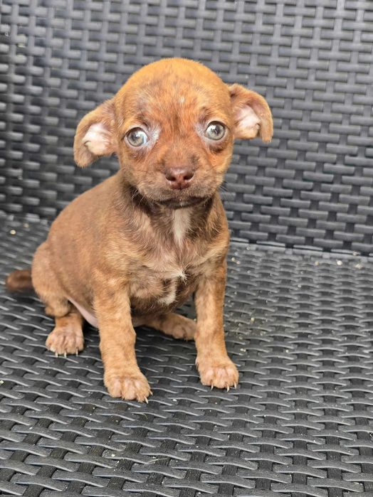 Pinscher Miniatura macho olhos Verdes