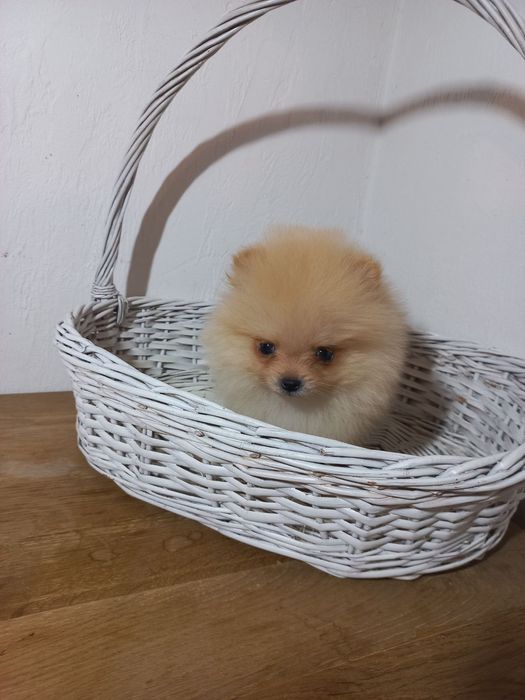 Симпатичная девочка шпиц, ждёт вас!