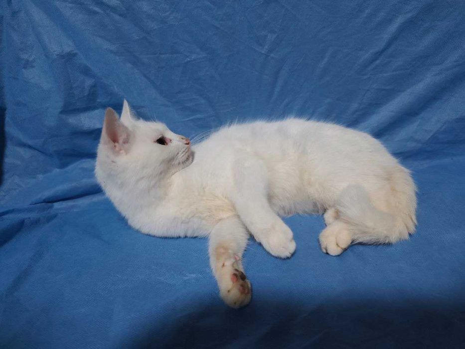 Чудесный молодой котик - подросток белоснежный, крупный компаньон