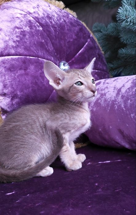 Орієнтальні  хлопці