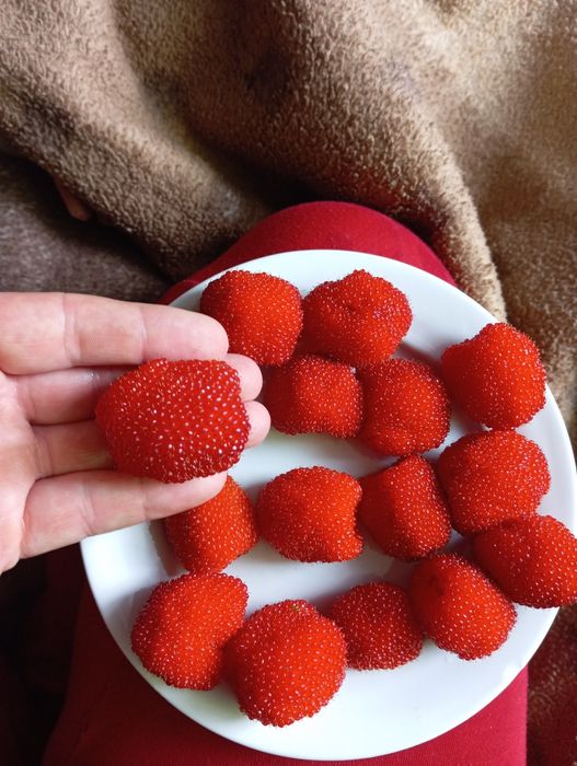 Саджанці тібецької малини мяо мяо