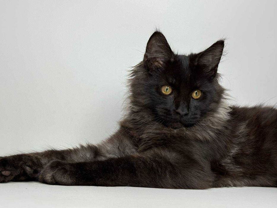 Мейн-кун чорний хлопчик — породистий, клубний, документи WCF