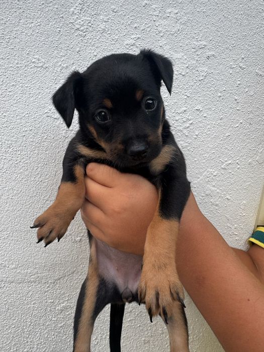 Adoção de Cachorro/a