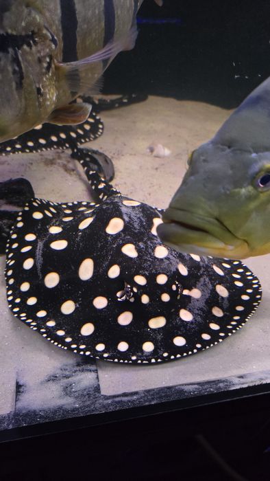 Potamotrygon Leopoldi Black Diamond Płaszka