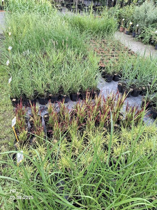 Trawy Ozdobne rozplenica Miskant Proso