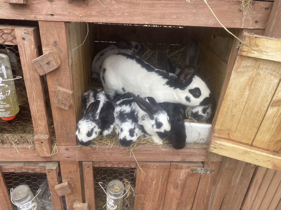 Młode króliki samce , samice