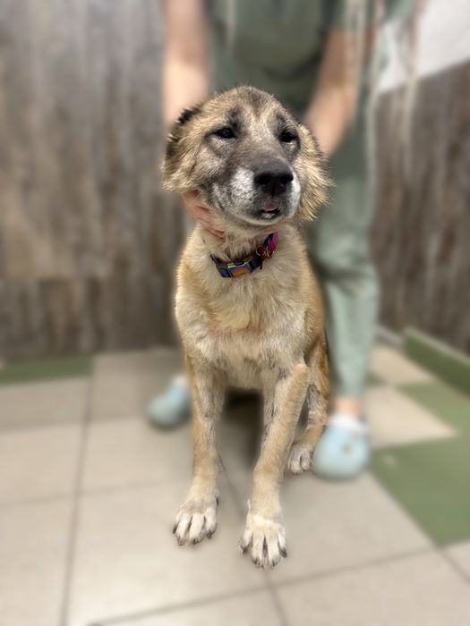 Алабай Лапочка ищет семью