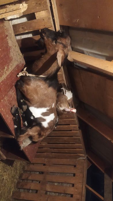 Альпийский козёл %