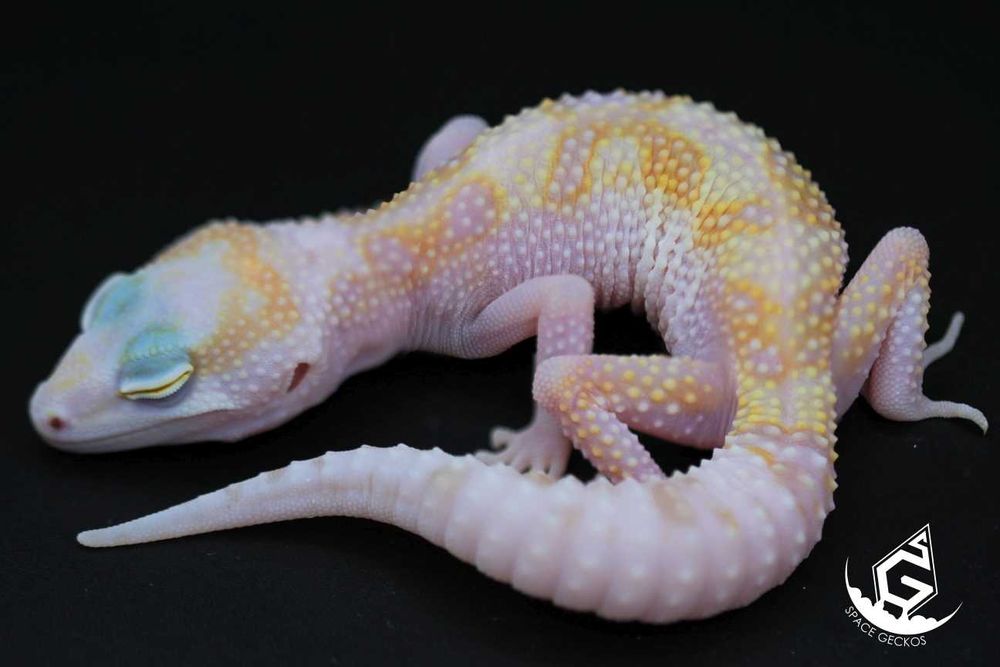 Space Geckos - Gekon lamparci White&Yellow / Tangerine / High Contrast