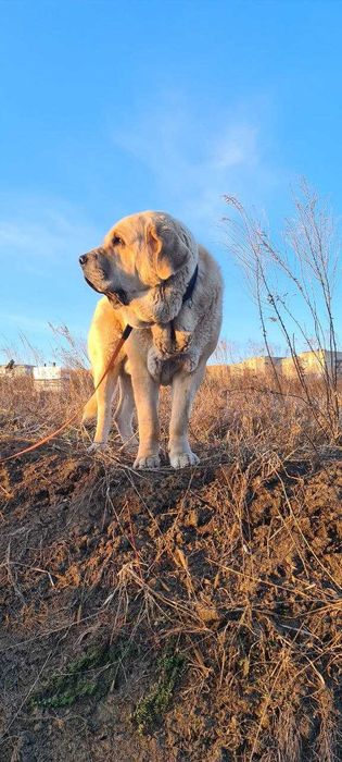 Іспанський мастиф шукає пару