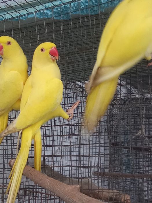 Ring necks e arantiga sol para criar à mão