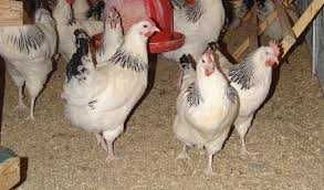 Kury Nioski Rosa Messa Leghorn.Kurki z jajkiem prosto od Hodowcy.DOWÓZ