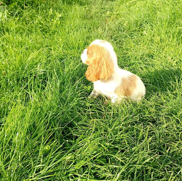 Cavalier King Charles Spaniel piesek