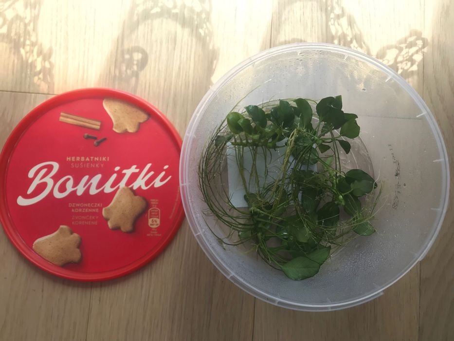 Anibias nana petitte