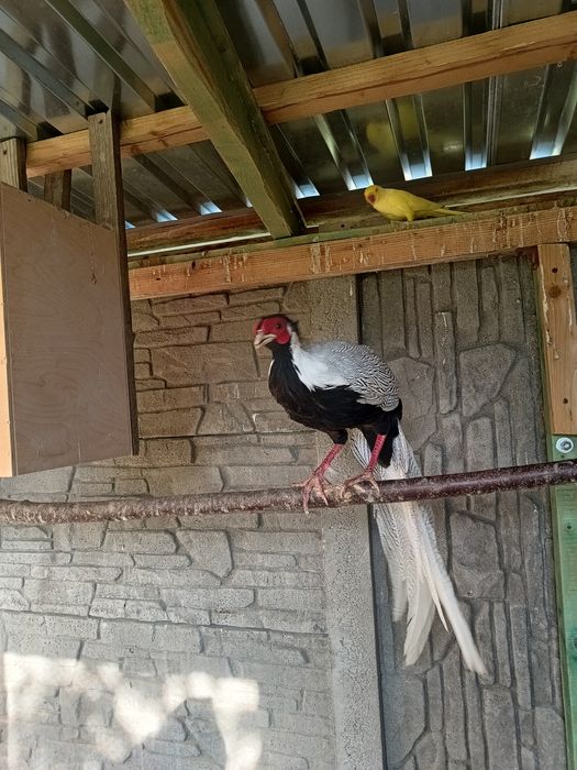 Barzant srebrzysty do sprzedania