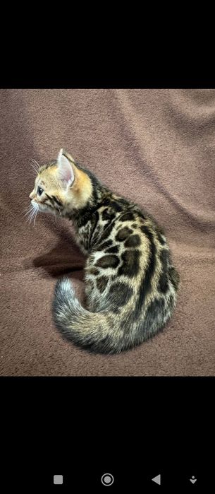 Кошенятко Бенгала