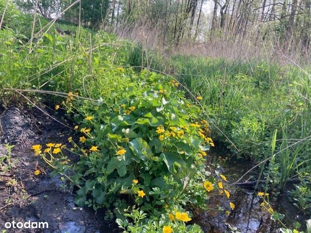 Z linią brzegową rzeki Jeziorki i lasem, 25 min od Okęcia - Widok 4