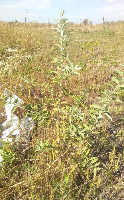 Саженцы лоха серебристого.( Маслины степной)