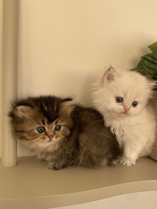 British longhair