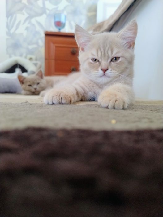 Шотландські кошенята