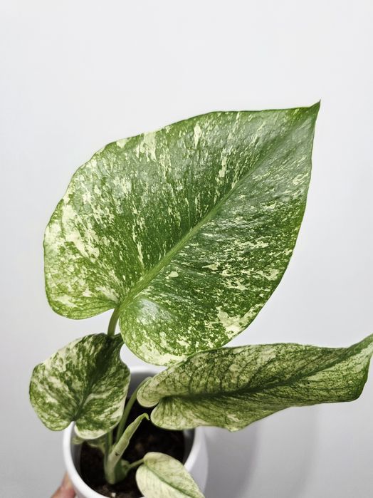 Monstera Deliciosa Mint
