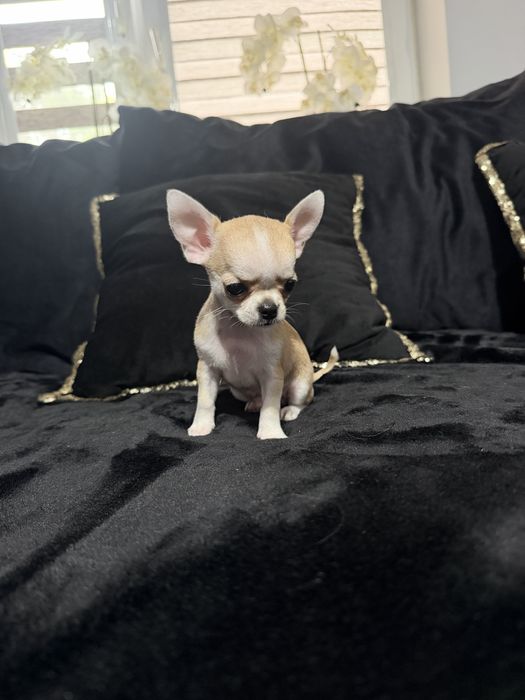 chihuahua krótkowłosy piesek