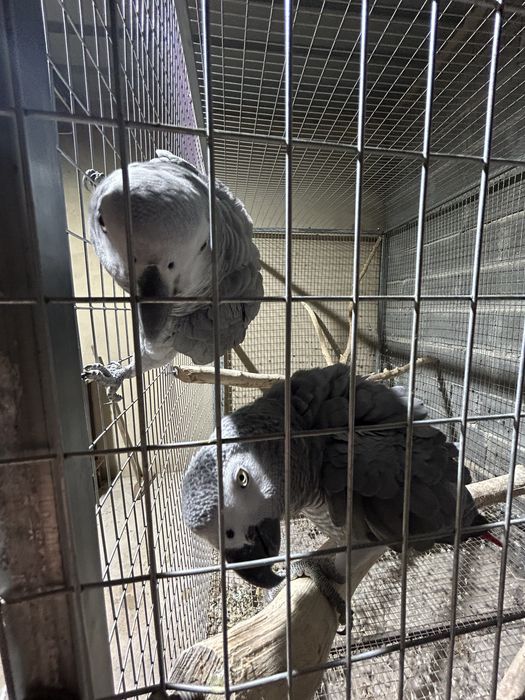 Casal de papagaios cinzentos com gaiola