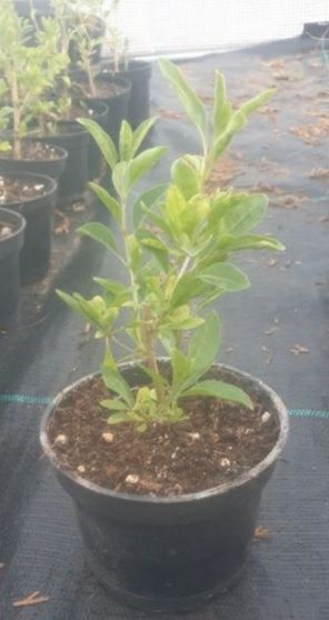 Jagoda goji sprzedam sadzonki