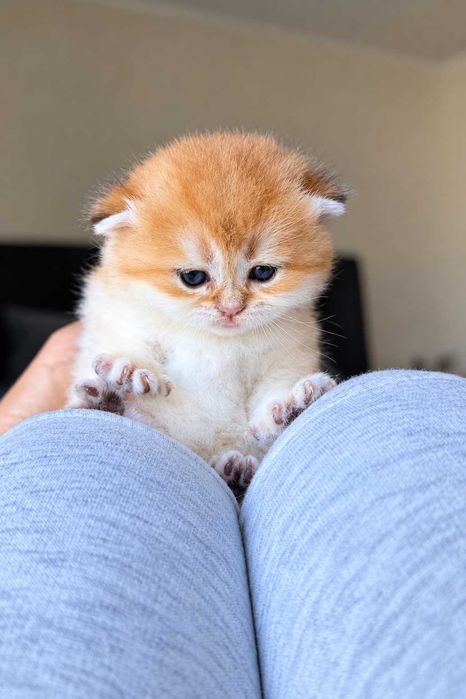 Gatinho British shorthair golden Chinchila