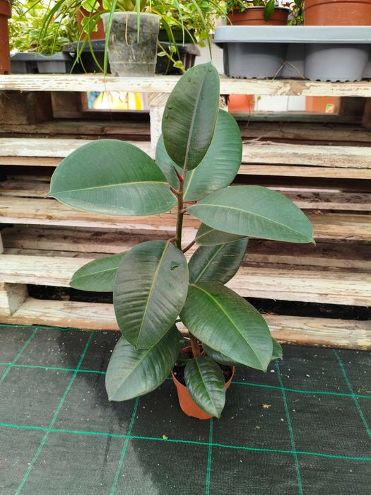 Ficus Elástica (Adjivan,Belize e Tineke) - planta em vaso