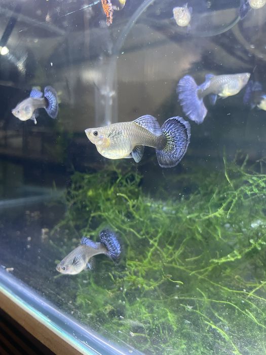 Guppy red musaico dumbo platinum big dorsal  (casal ou trio)