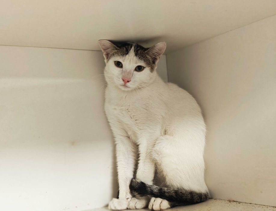 Ясік, 10 міс – лагідний муркотун шукає домівку! кіт кошеня кішка