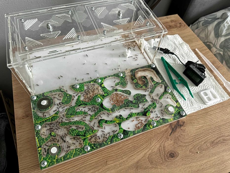 Formikarium z mrówkami