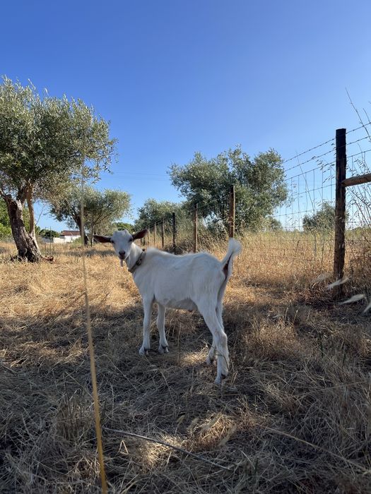 Cabrito saanen macho