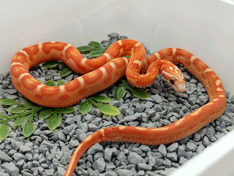 Wąż zbożowy / Odmiana: Ultra(mel) Motley Scaleless poss Redfactor het anery  / Samica / ID:H9