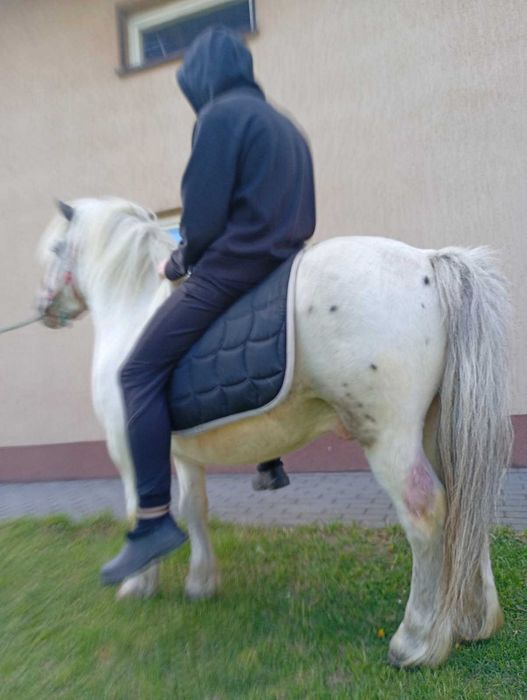 Sprzedam 8 letniego walaszka Taranta