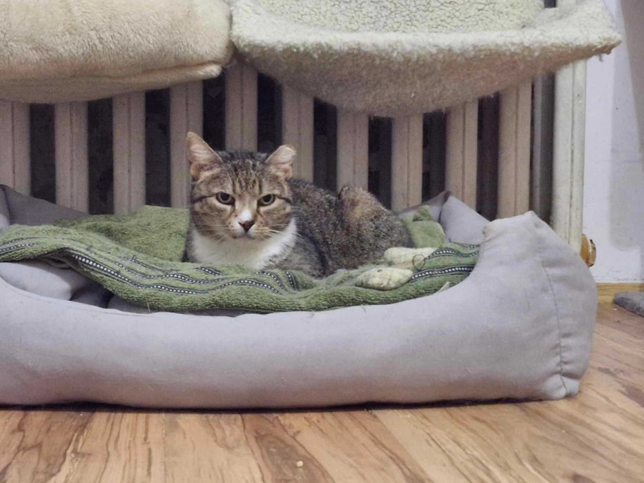 Pokochaj starszą chorą kotkę, okaż serce