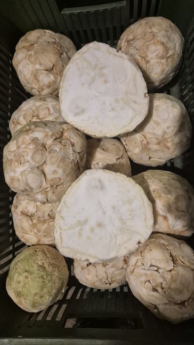 Kapusta biała 2-3.5kg