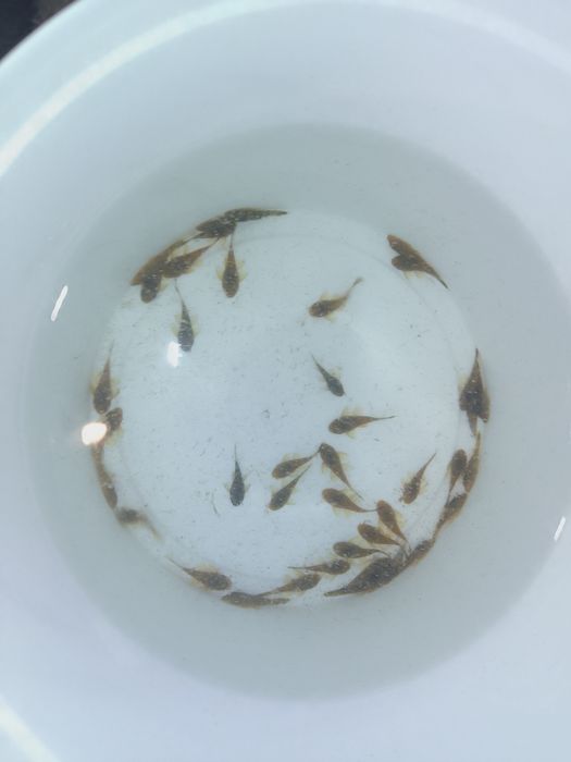 Сомики анцитруси